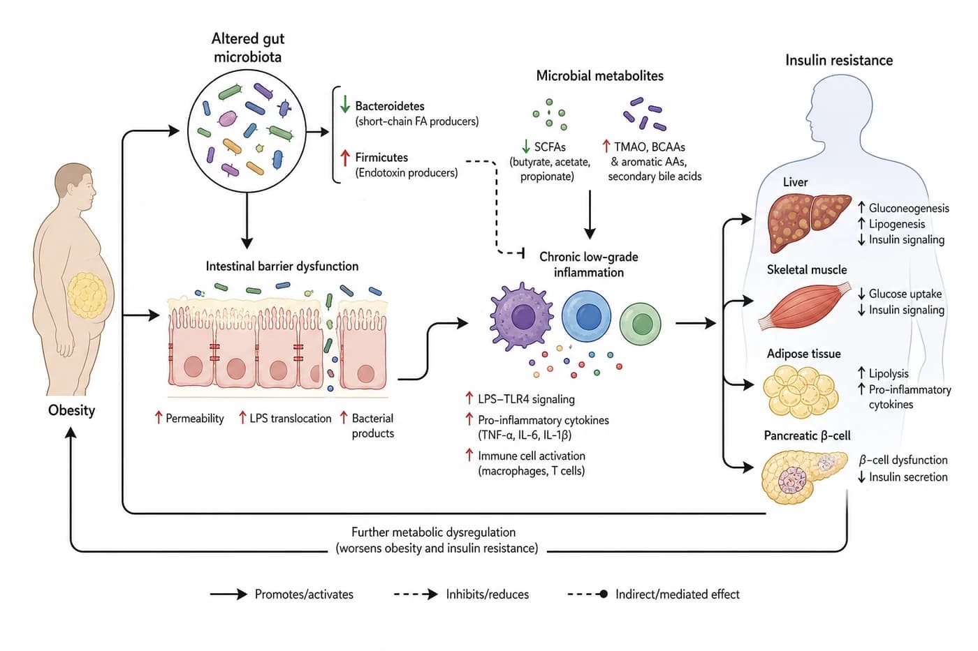 Integrated mechanism linking obesity, gut microbiota, chronic inflammation, and insulin resistance