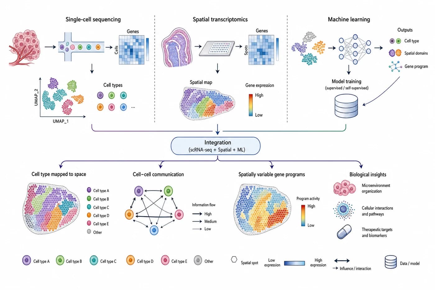Integrated analysis combining single-cell sequencing, spatial transcriptomics, and machine learning