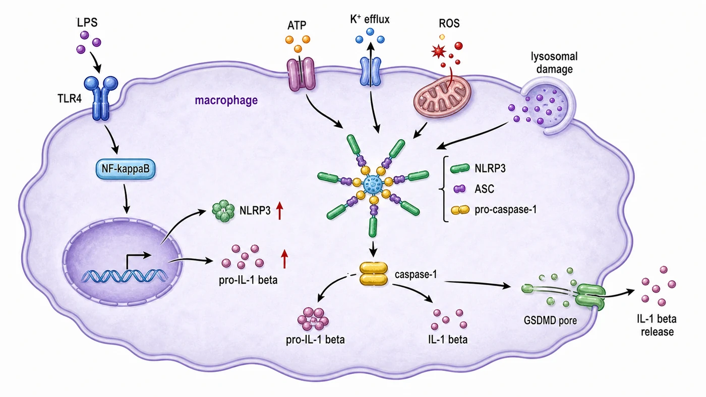 NLRP3 inflammasome activation and IL-1 beta release