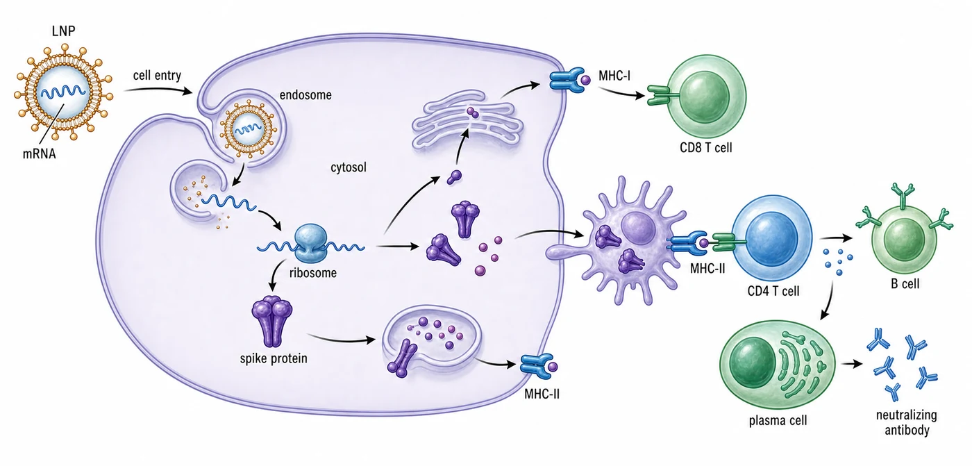 mRNA vaccine entry, spike protein expression, and antibody induction