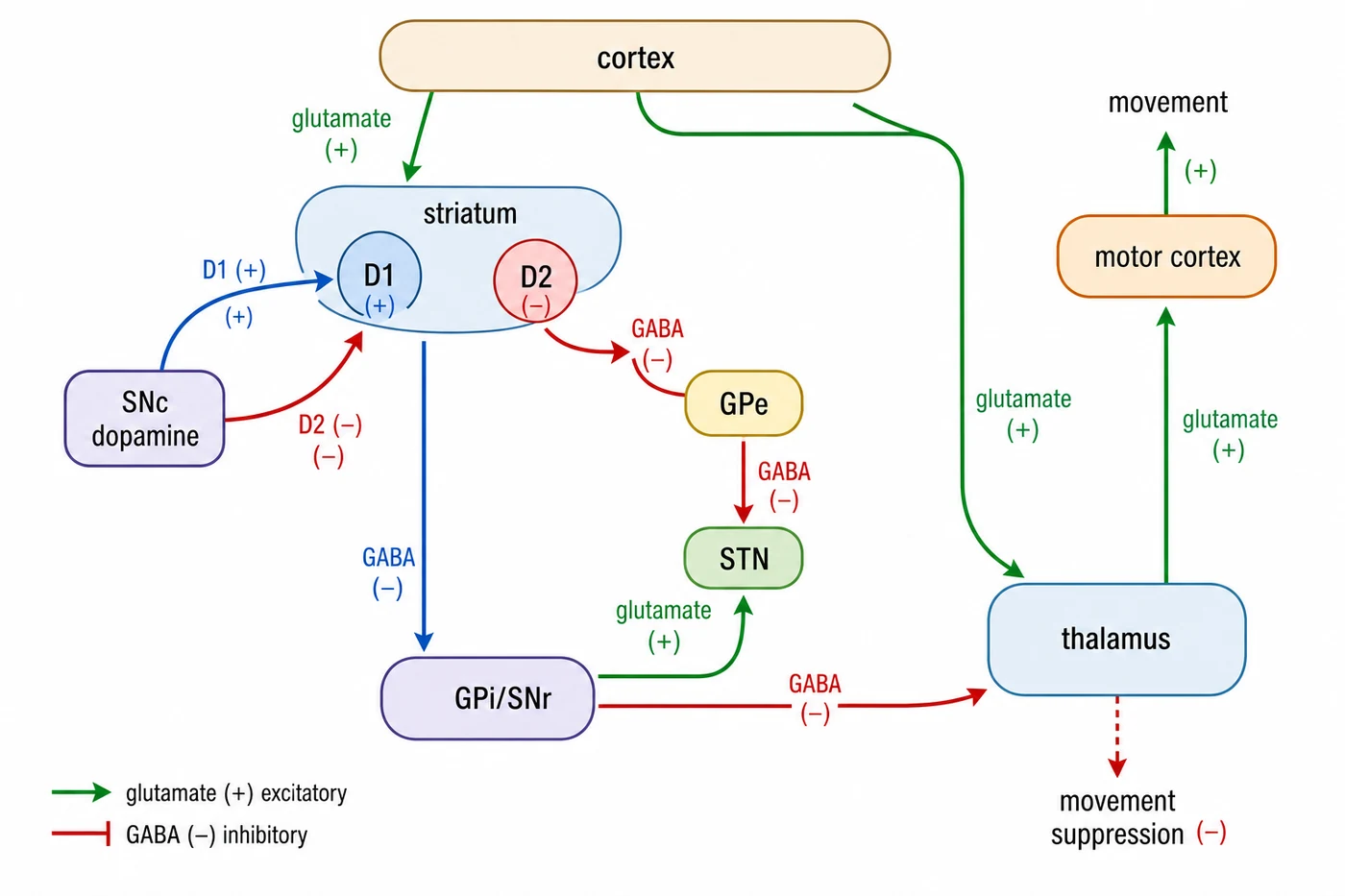 Basal ganglia direct and indirect pathways controlling movement