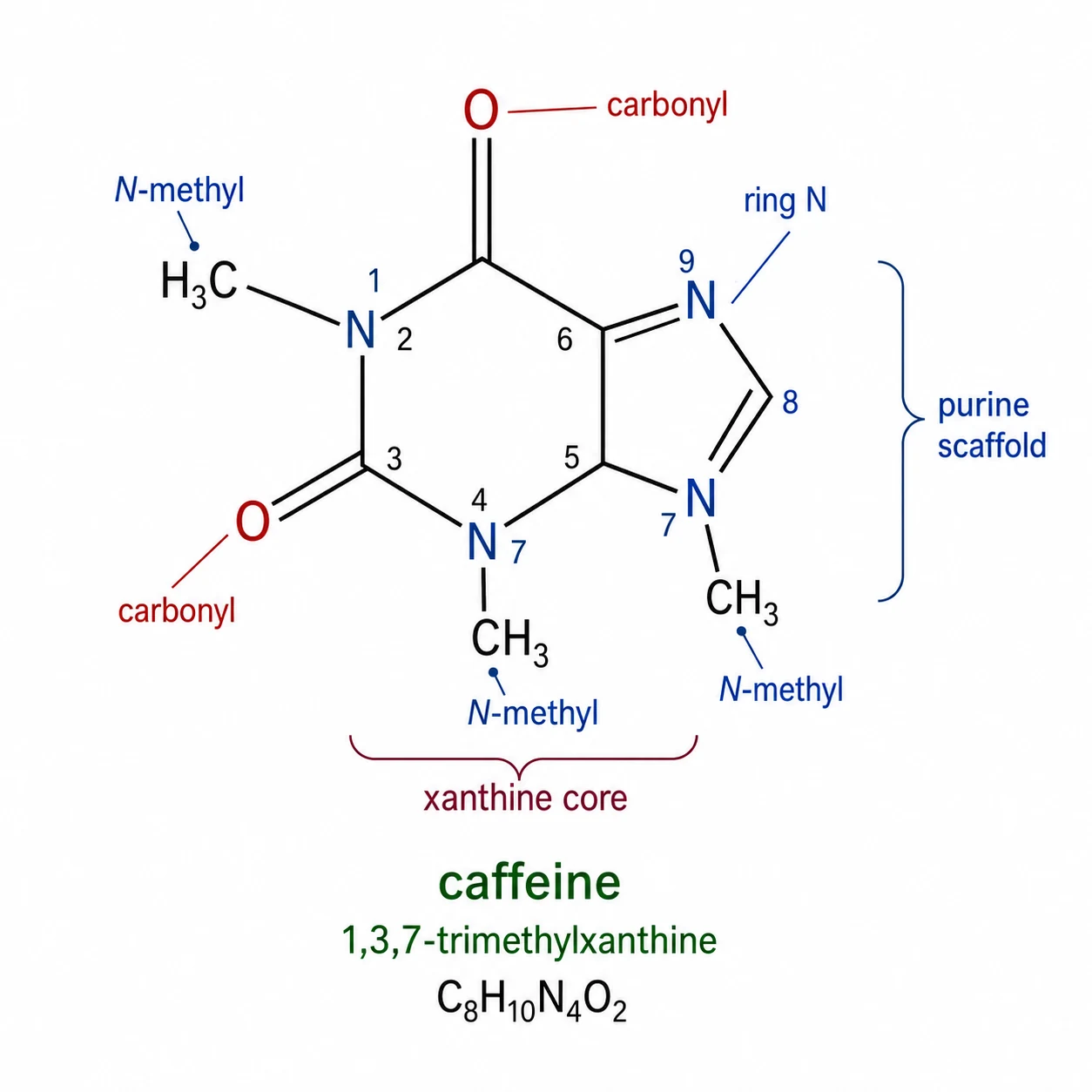 Caffeine molecule showing the purine scaffold and methyl substitutions