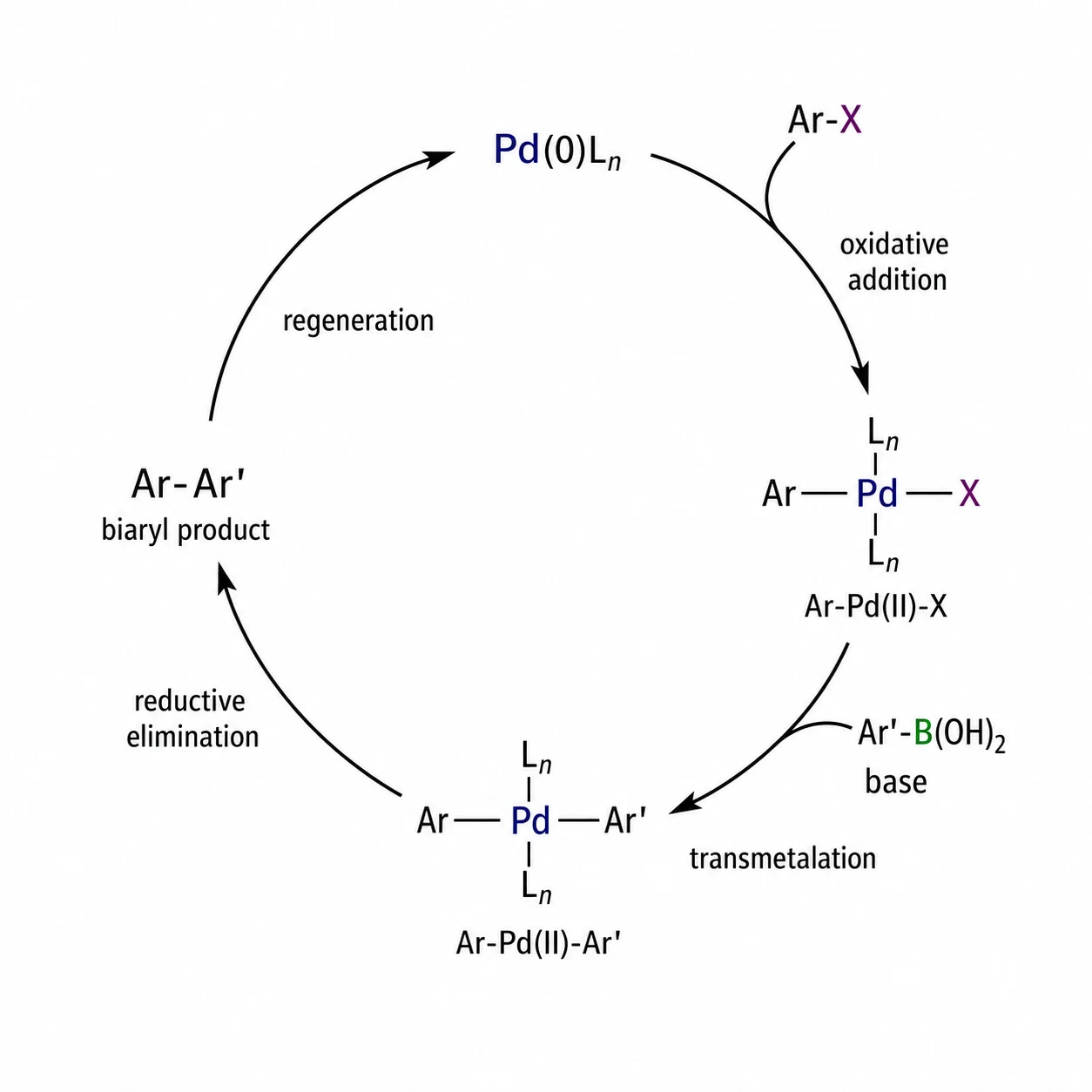 Pd(0)/Pd(II) catalytic cycle in Suzuki coupling