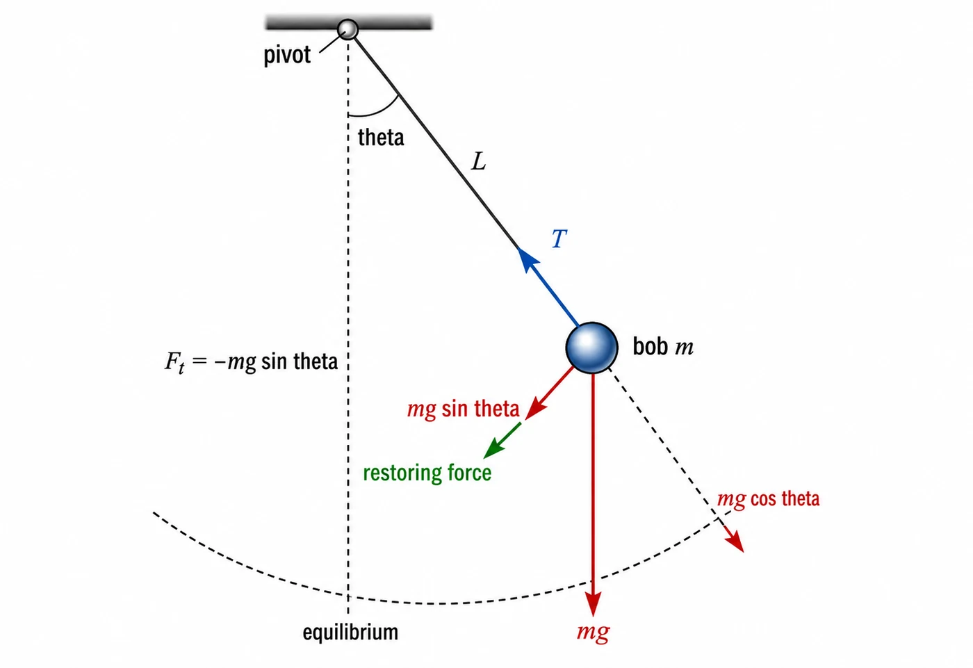 Simple pendulum force decomposition into gravity and restoring force