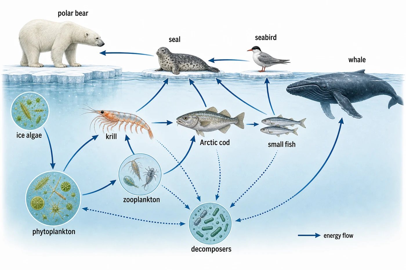 Arctic marine food web linking phytoplankton, krill, fish, seals, and polar bears