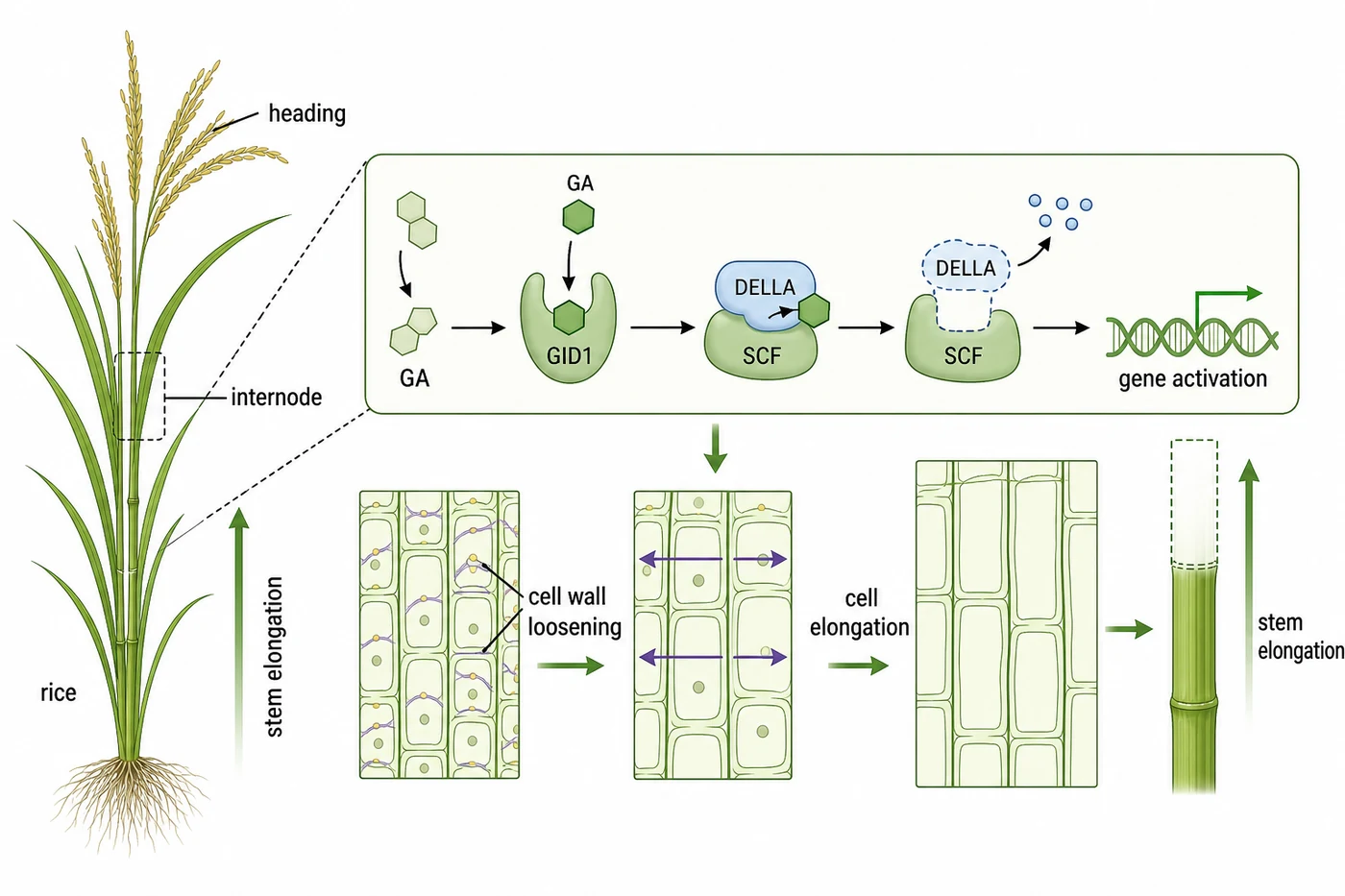 Gibberellin regulation of rice stem elongation during heading
