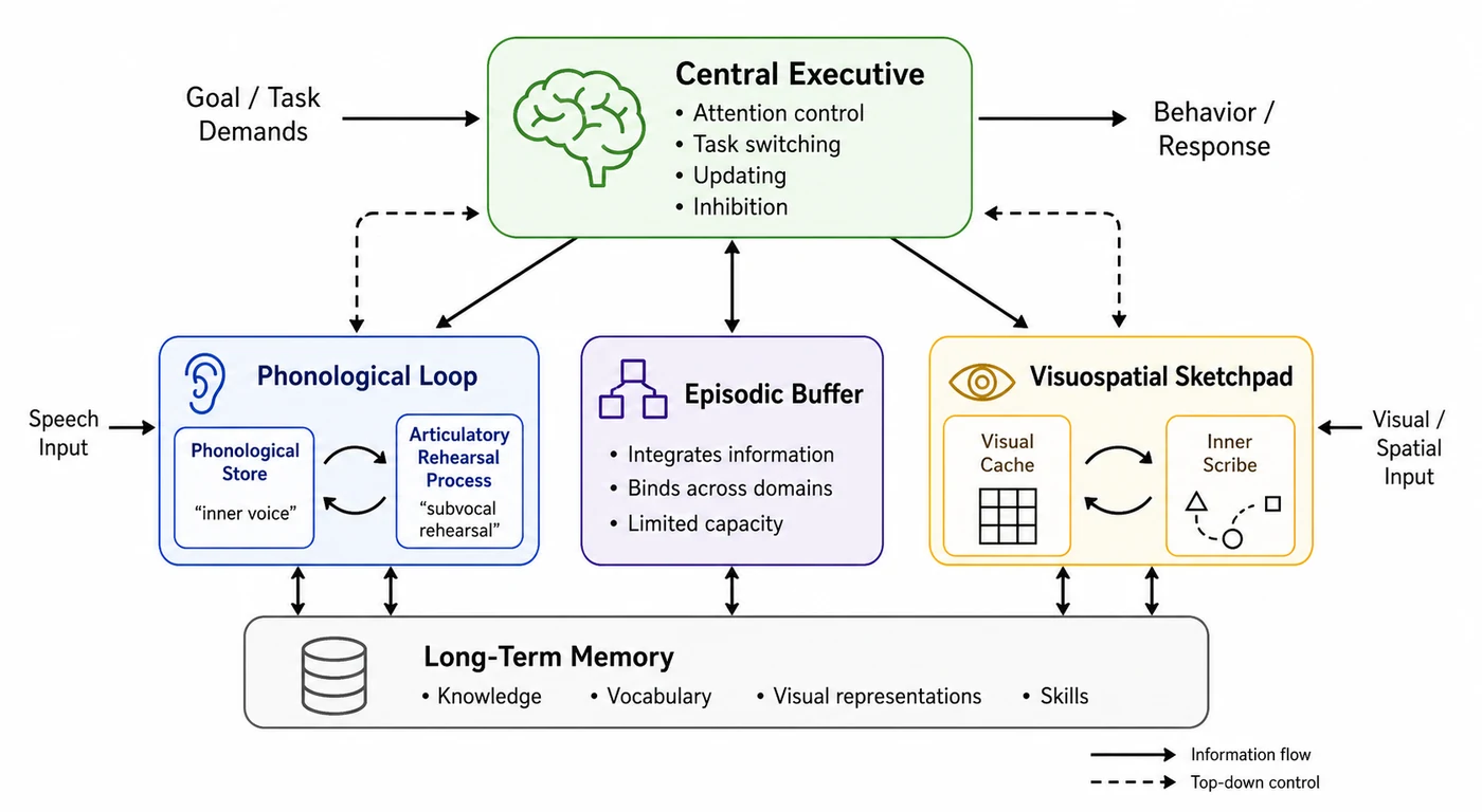 Working memory model with central executive, phonological loop, and visuospatial sketchpad
