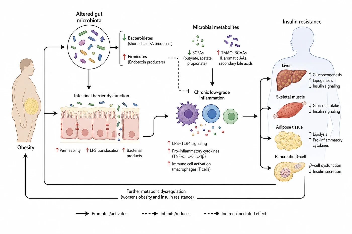 Integrated mechanism linking obesity, gut microbiota, chronic inflammation, and insulin resistance